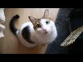 BesT of MiA tHe CaT ... funny and cute cat 2020