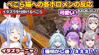 【ホロ鯖ARK】ネコになったぺこらに対するホロメンの反応まとめ（2026.10.23）【ホロライブ切り抜き/兎田ぺこら/綺々羅々ヴィヴィ/常闇トワ/響咲リオナ/水宮枢/白銀ノエル】
