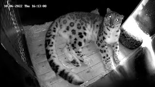 Live from the snow leopard den