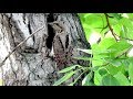 Красивая птица Вертишейка кормит птенцов, Eurasian wryneck feeds chicks