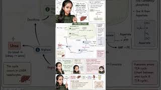 Urea Cycle Explained in Manga Style | BSc Zoology Easy Notes