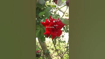 سورة الضحى هشام الهراز hicham elherraz #القران_الكريم #تلاوة_خاشعة #راحة_نفسية #quran #islamic