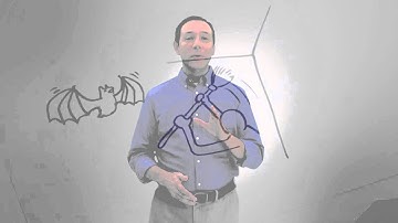 How to Control Bats - DIY Pest Control