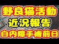 野良猫活動と秋祭り撮影の近況報告と白内障手術前日の心境
