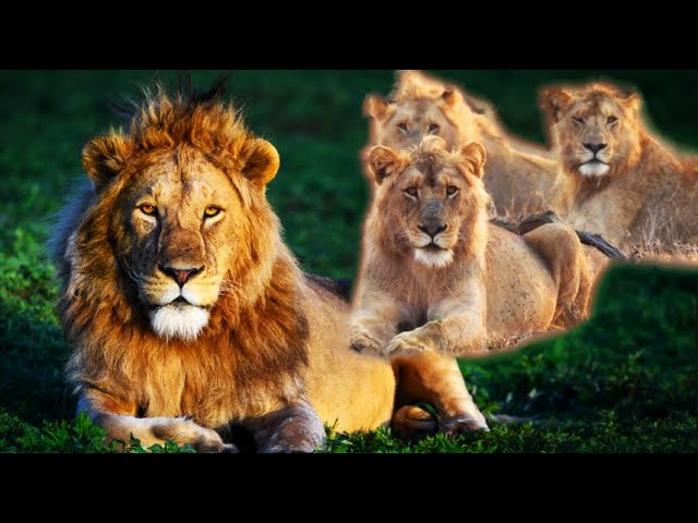 Insane Lion Army: 10 Majestic Male Lions Form Unstoppable Coalition! Kruger National Park!#lion