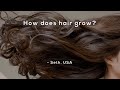 How does hair grow?