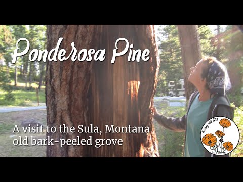Video: Ponderosa Pine Information - Հոգատար Պոնդերոսա սոճու ծառերի մասին