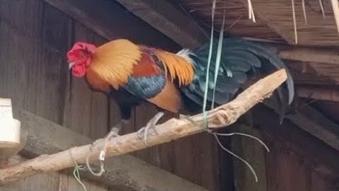 12/01/2025 Qaib Zoo Nraug Heev