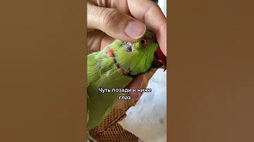 Уши у попугаев. Слуховой аппарат птиц. Уши у ожерелового попугая. Как попугаи слышат?