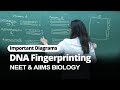 NEET Biology | DNA Fingerprinting | Important Diagram | In English | Misostudy