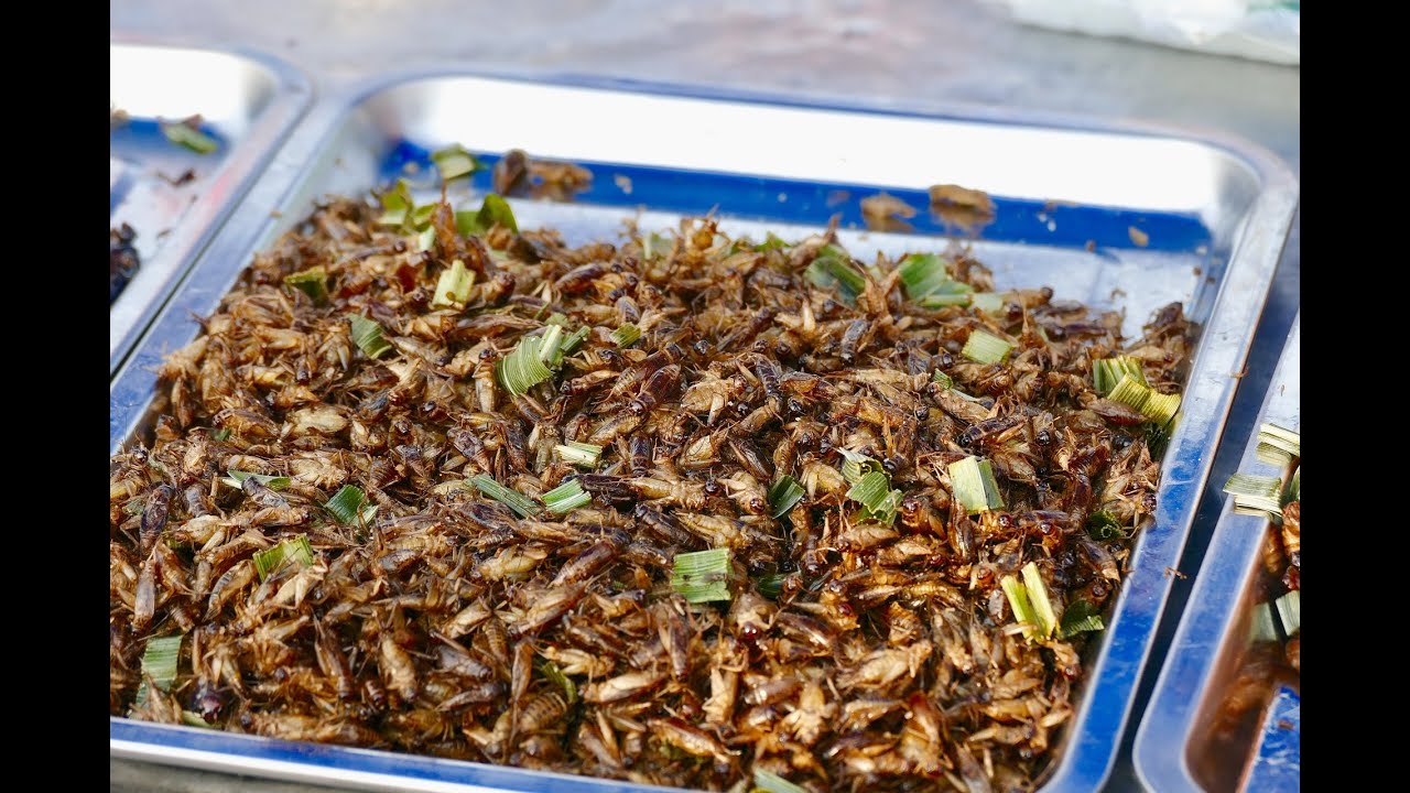 Hör dich klug! - Warum essen wir keine Insekten?