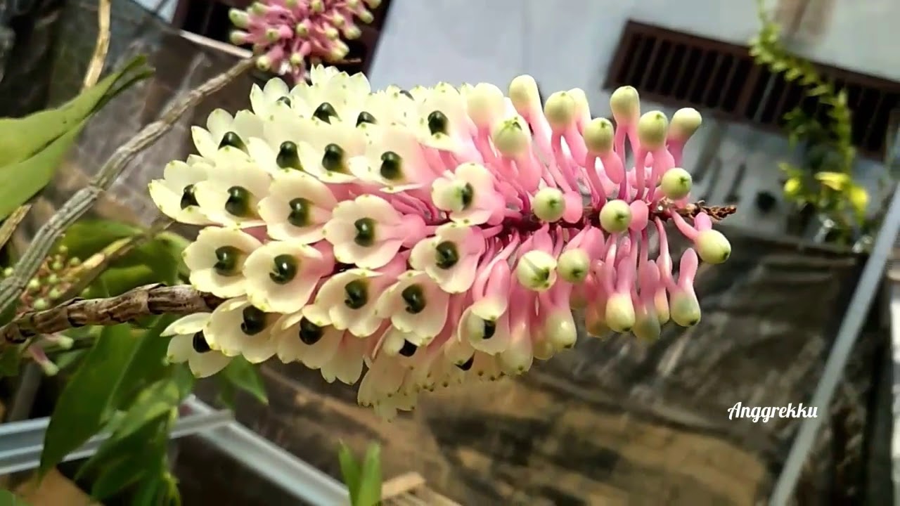 Anggrek Nanas Dari Papua Dendrobium Smilliae Youtube