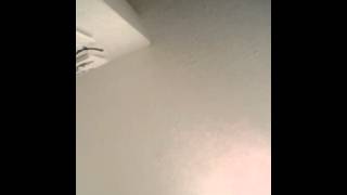 Wild Horses Cover By Stephanie Burns