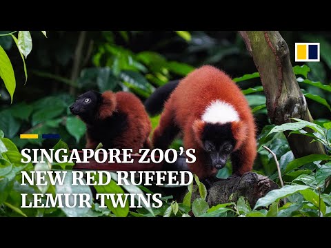 Double happiness: endangered red ruffed lemur twins now welcoming Singapore Zoo visitors