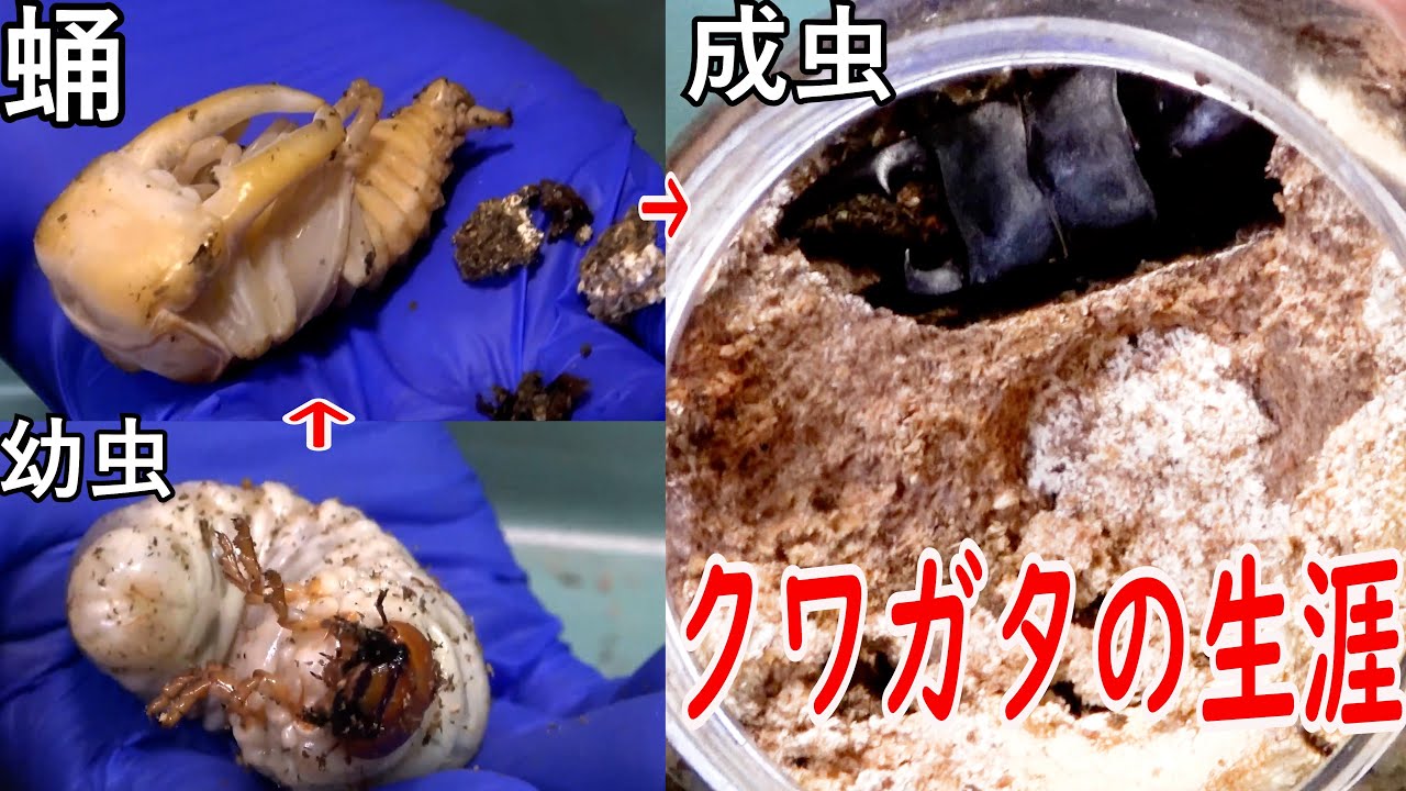 【産卵セット～羽化まで】世界最大のヒラタクワガタの一生を追ってみた結果…【総集編】