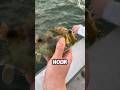 1 Hour Species Fishing Challenge! Floridas Largest Peir.