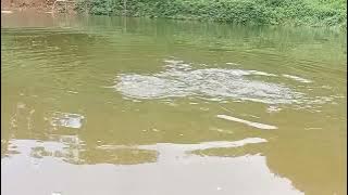 Nga Poi Iaid Lynti Na Kane Ka Pung Khlaw  Bym Pat ai Khwai  Bad Ym Tip Trai