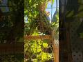 Garden Mangic Unveiled: Koi Pond, Bees, and Fresh Harvests! 🍉🐝 #TheUrbanGrowers #backyardgardening