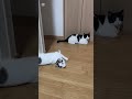 #ねこ#まちぼーけ #cat #猫