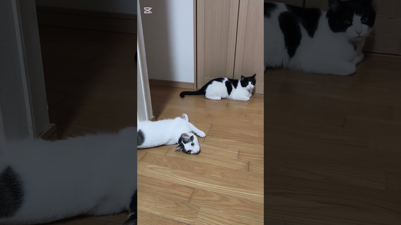 #ねこ#まちぼーけ #cat #猫