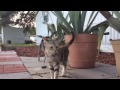 Feral Friends 6