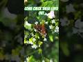 Come check these guys out #shortvideo #shortfeeds #like #nature