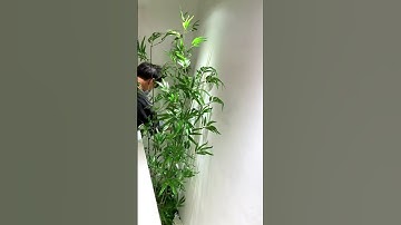 Tiểu cảnh cây trúc giả tươi xanh  #news #plants #caydecor #homedecor #câygiả #atzdecor