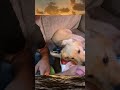 Who's a Good Boy?