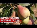 Зимостойкие вкусные груши  - проверенные сорта