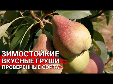 Видео: Выращивание груш в северном климате – узнайте о холодостойких грушевых деревьях