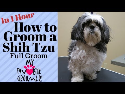 How to Groom a Shih Tzu