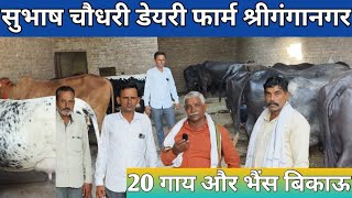 सुभाष चौधरी डेयरी फार्म से ख़रीदो 20 लीटर दूध वाली गाय और भैंस 👌 Top 20 Cow Buffalo For Sale Video