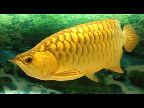 Multiple Most Beautiful Golden Arowana fish Super Golden 