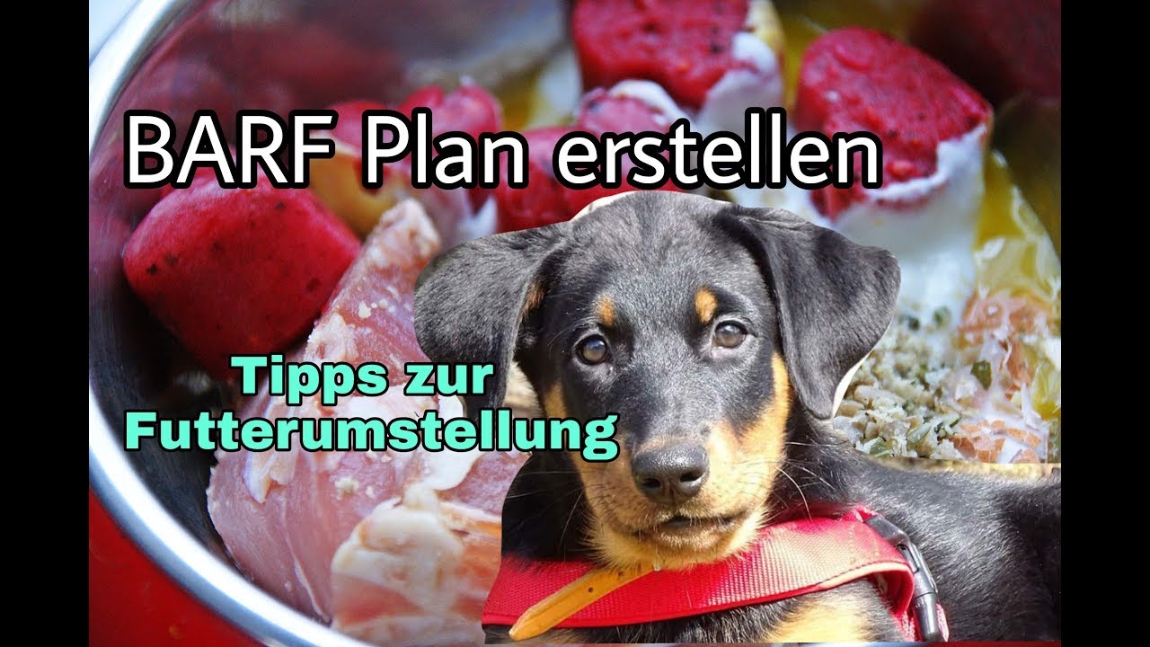 Barf Plan erstellen | Umstellung auf Barf - YouTube