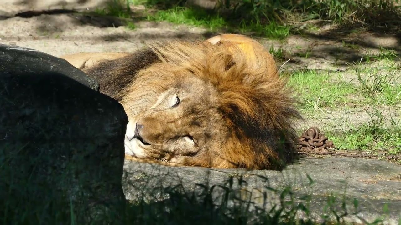 サン（ライオン）のへそ天ポーズと放飼場のミスト 八木山動物公園