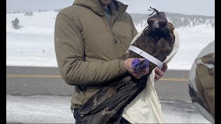 Golden Eagle Capture in Yellowstone