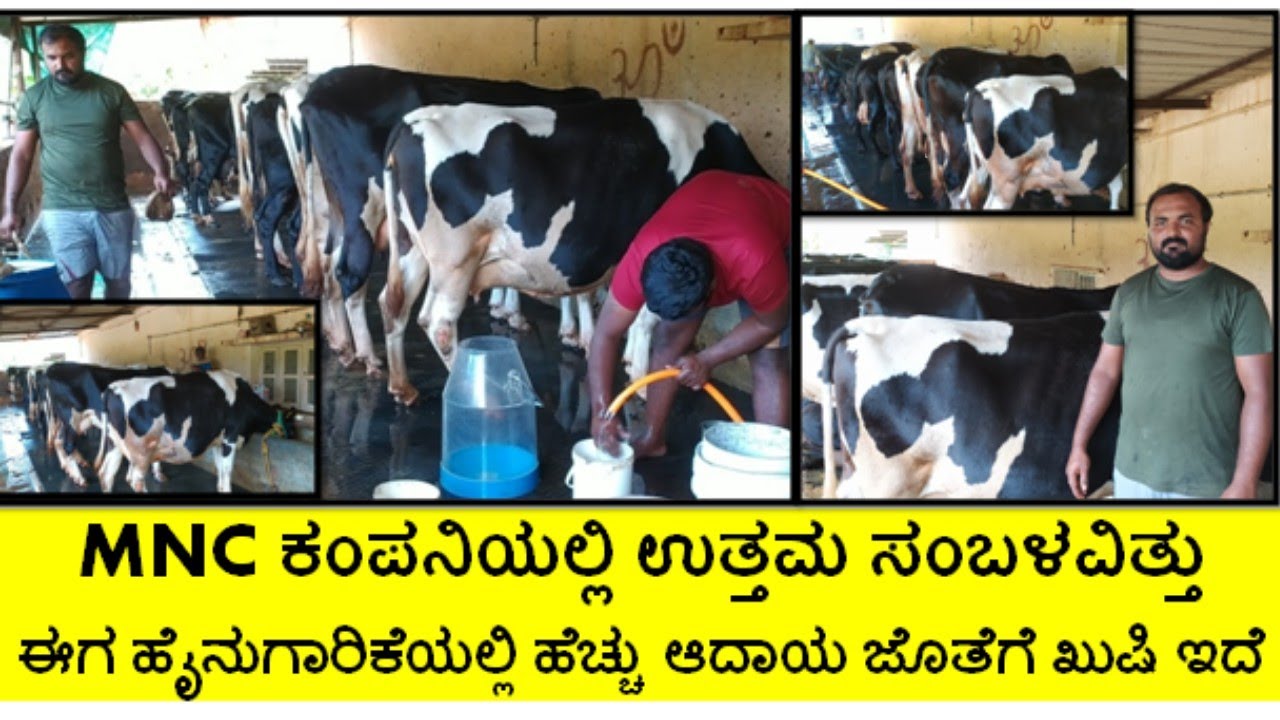 MNC ಕಂಪನಿಯ ಉದ್ಯೋಗ ತ್ಯಜಿಸಿ ಈಗ ಹೈನುಗಾರಿಕೆಯಲ್ಲಿ ಉತ್ತಮ ಆದಾಯಗಳಿಸುತ್ತಿರುವ ಯುವಕ