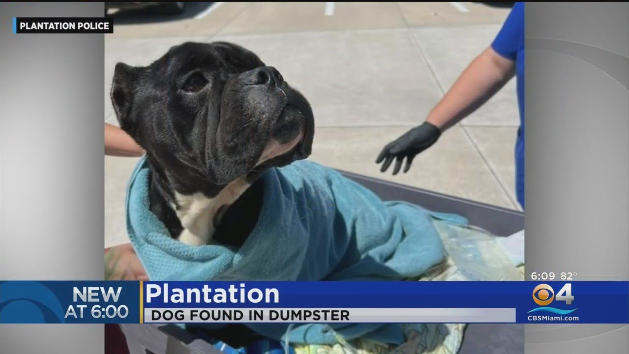 Who did this? Emaciated dog left inside crate in dumpster - YouTube