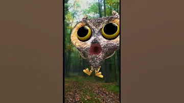 Hoo Hoo 
