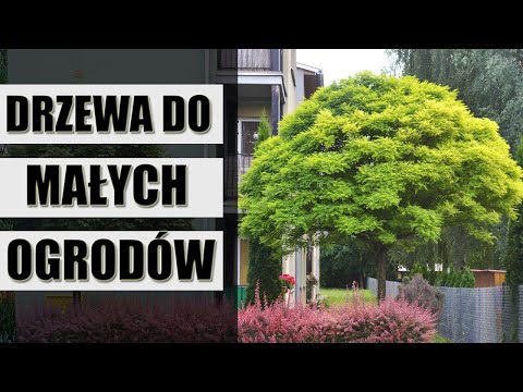 Wideo: Różne rodzaje klombów - dowiedz się więcej o popularnych projektach klombów