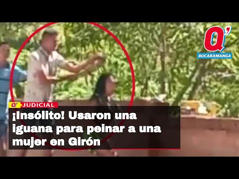 Usaron iguana para peinar a una mujer en Girón, caso de maltrato animal
