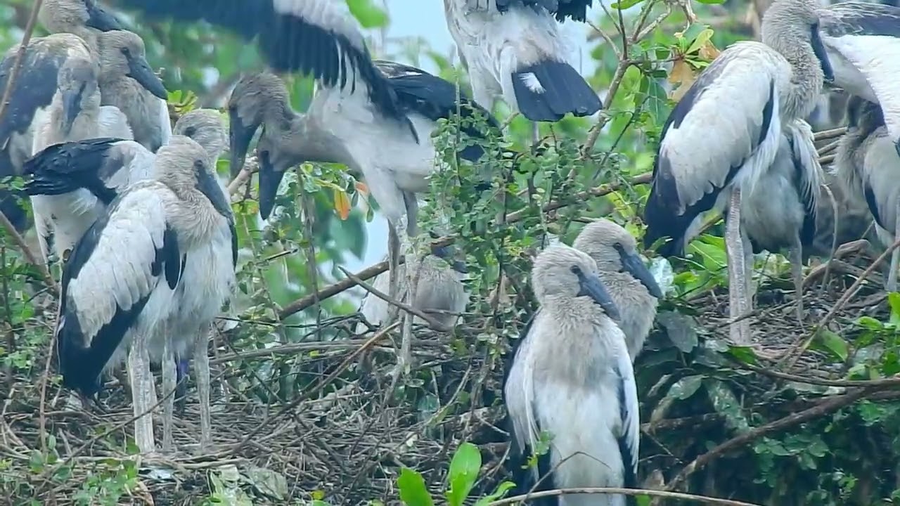 Natural  life crane  bird video#birds #wildlife