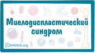 Миелодиспластический синдром (МДС) — причины, симптомы, патогенез, диагностика, лечение