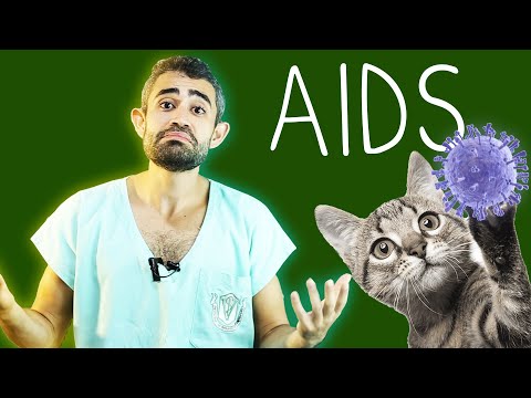 Vídeo: Pesquisa De FIV Em Gatos Pode Levar A Avanços Nos Tratamentos De HIV