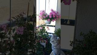 Belki Inanırdım Aşkı Hiç Bilmesem..bu Aşk Değil Savaştı Sanki Galibi Sen..sebebi De De Sen.. Resimi