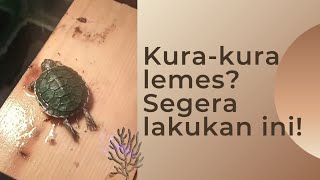 Cara Mengatasi Kura-kura Brazil Sakit