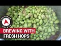 How to Homebrew with Fresh Hops
