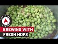 How To Homebrew With Fresh Hops How To Homebrew With Fresh Hops