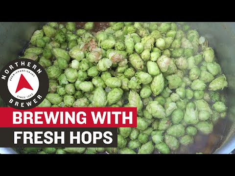 Video: How To Brew Hop Cones