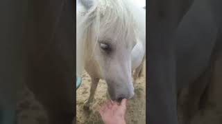 Présentation de mon poney shetland 💞